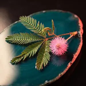 Fern-like mimosa pudica leaves and a pink pom-pom flower on a dark teal surface.